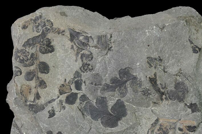 Pennsylvanian Fossil Fern (Sphenopteris) Plate - Kentucky #143712